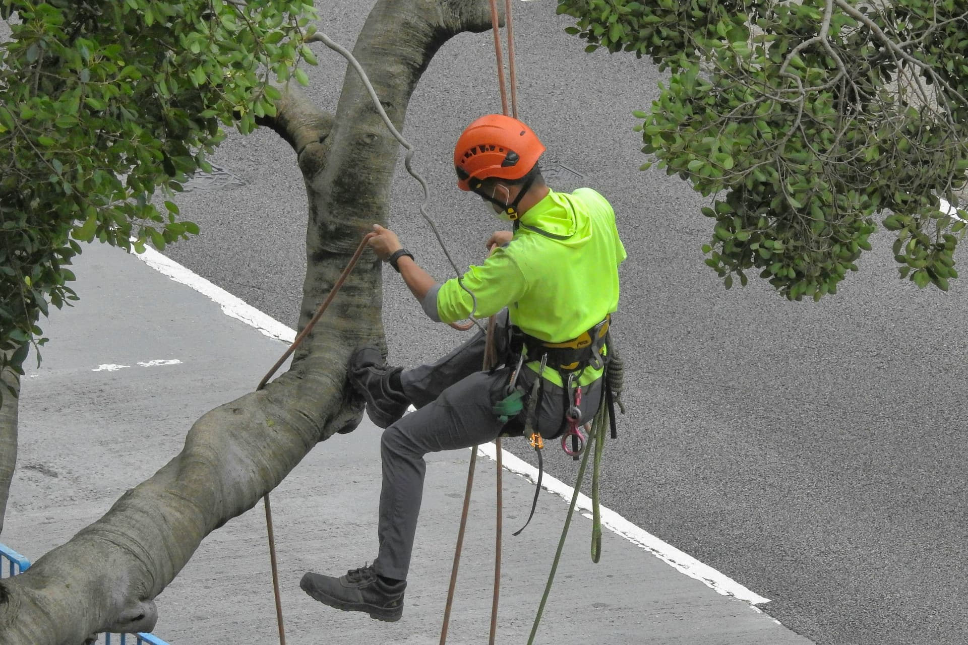 Climber rigging ropes to safely remove a large tree limb