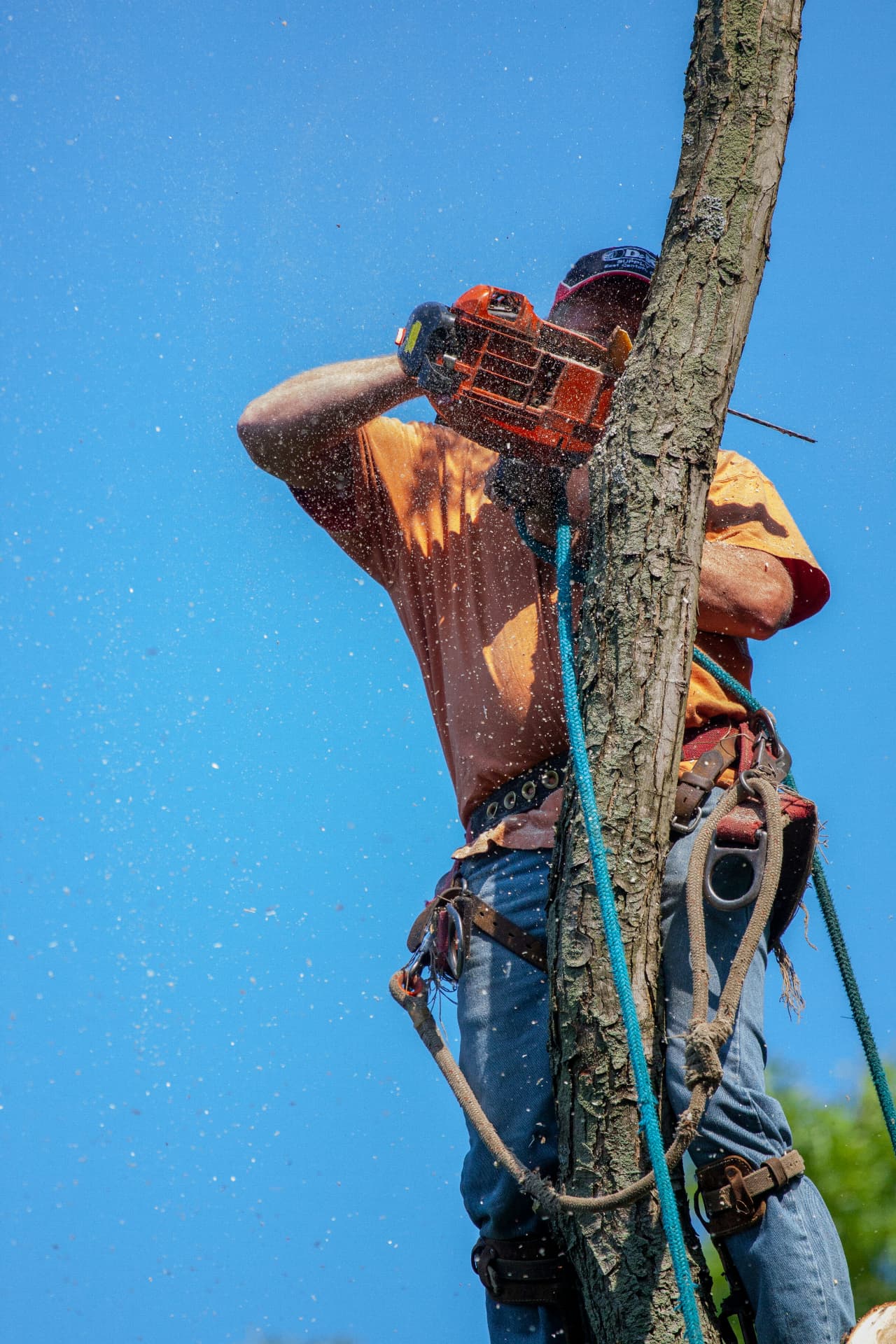 Tree technician using a chainsaw high in a tree during a removal